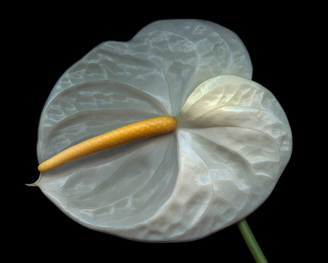 Anthurium