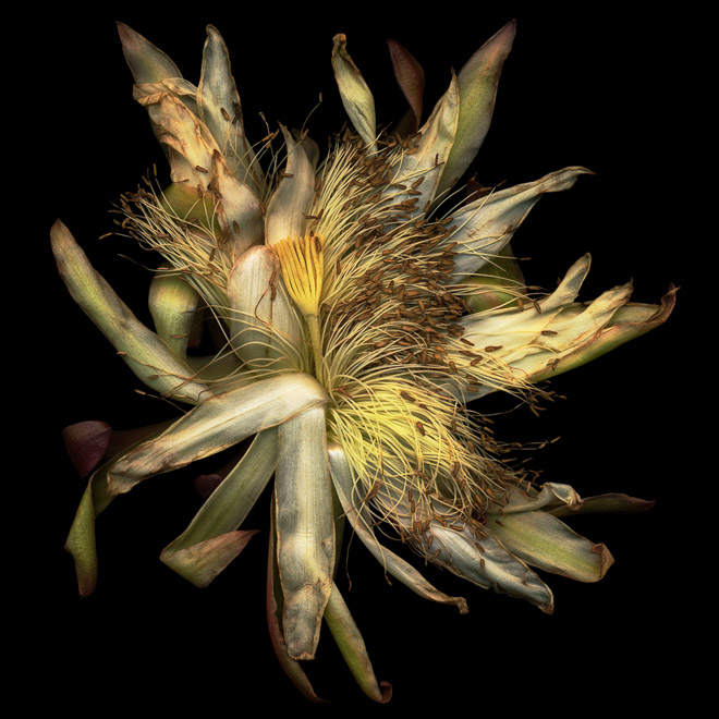 Cactus Blossom