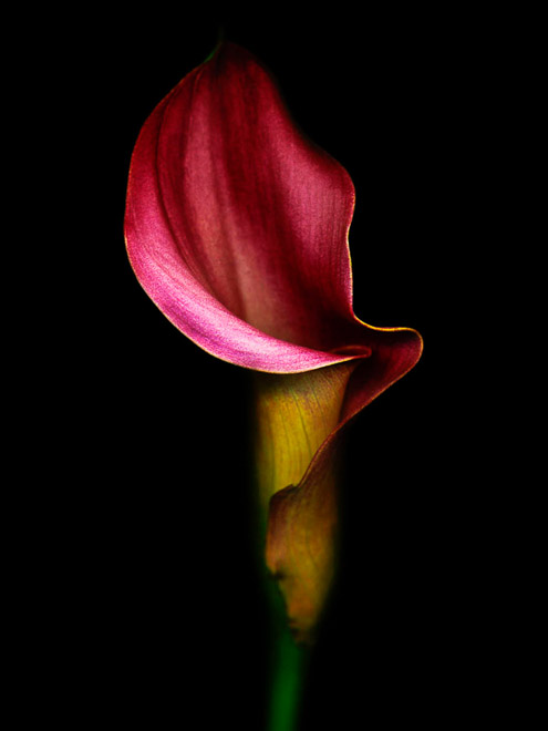 Calla Lily #3