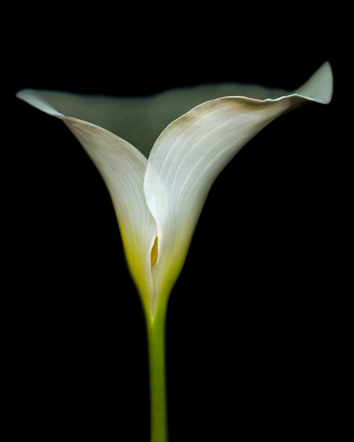 Calla Lily #4