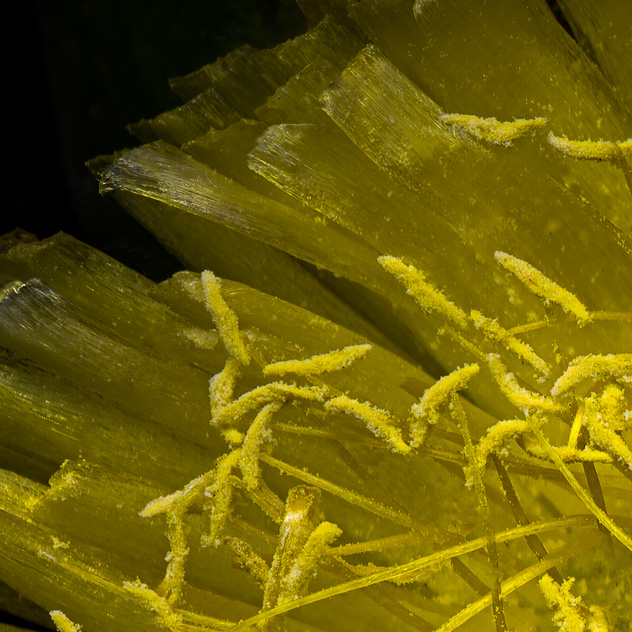 Detail from Ice Plant Blossom