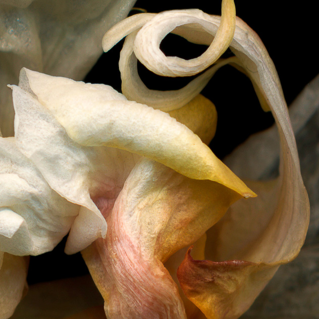 Detail from Phalaenopsis #6