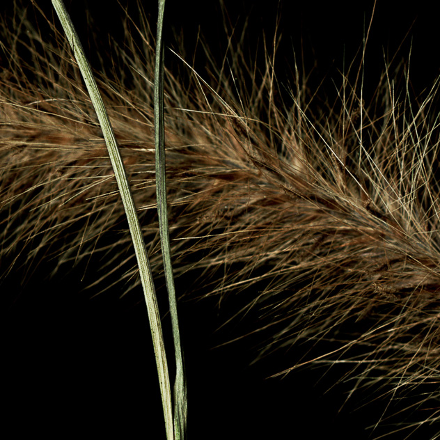 Detail from Six Foxtails
