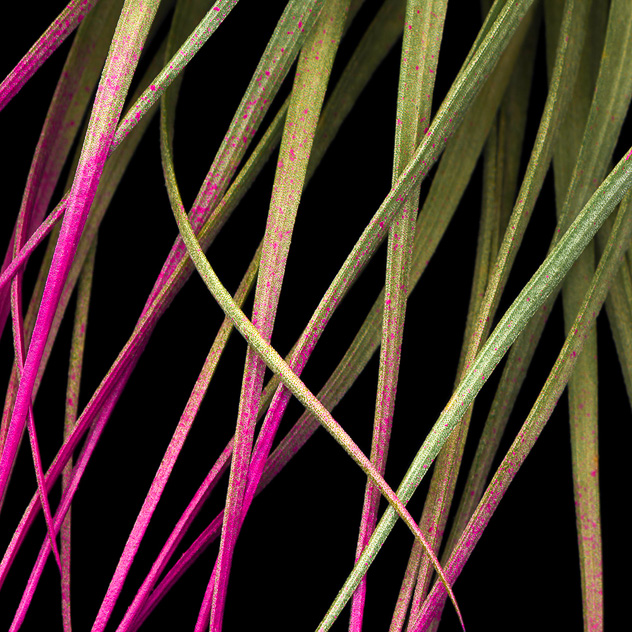 Detail from Tillandsia #2