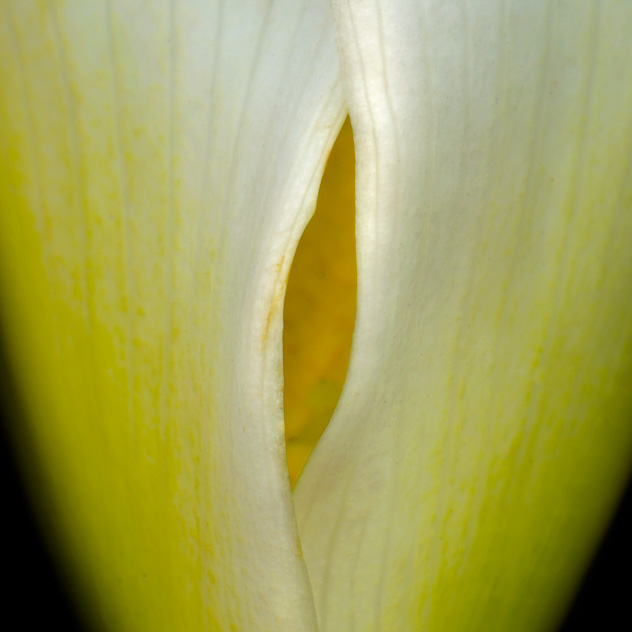 Detail from Calla Lily #4