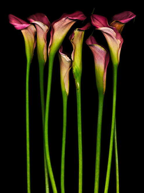 Eight Calla Lilies