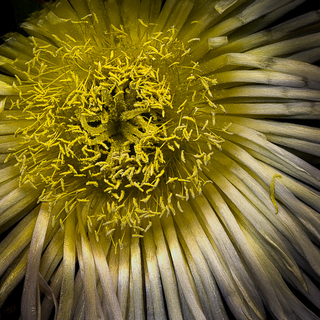 Ice Plant Blossom