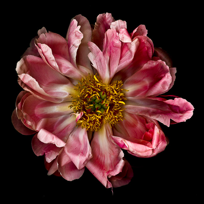 Peony