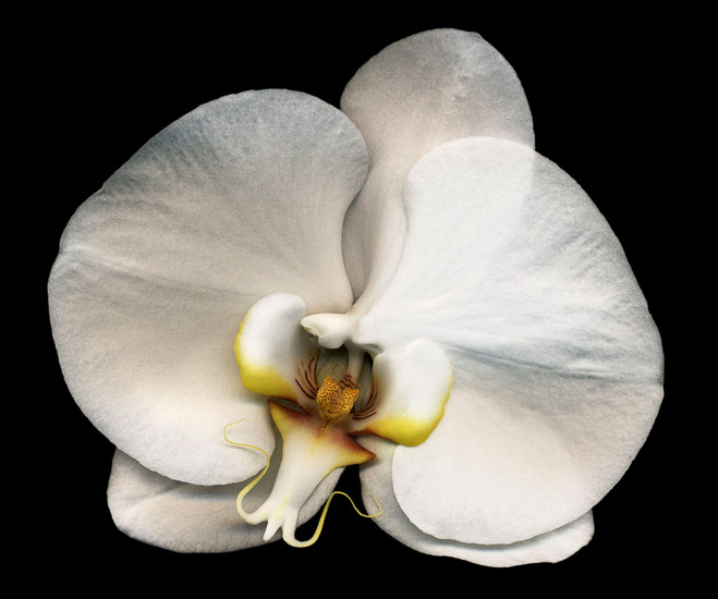 Phalaenopsis #5