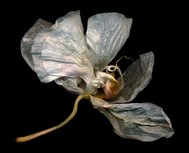 Phalaenopsis #6