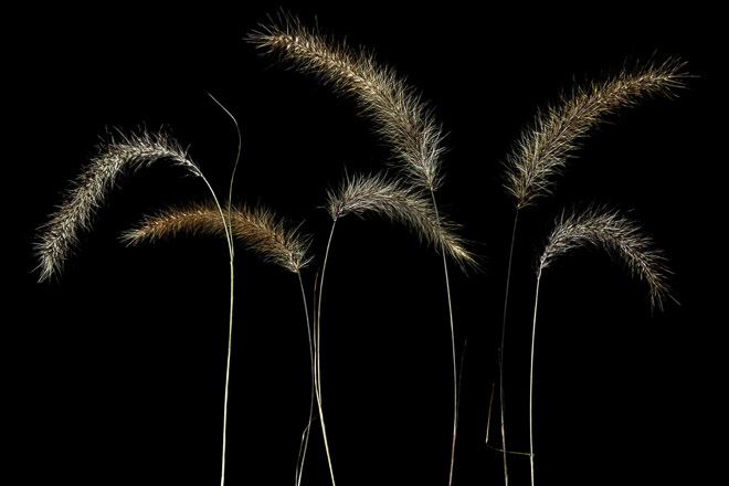 Six Foxtails