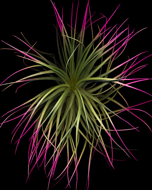 Tillandsia #2