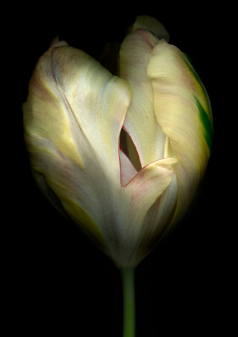 Tulip